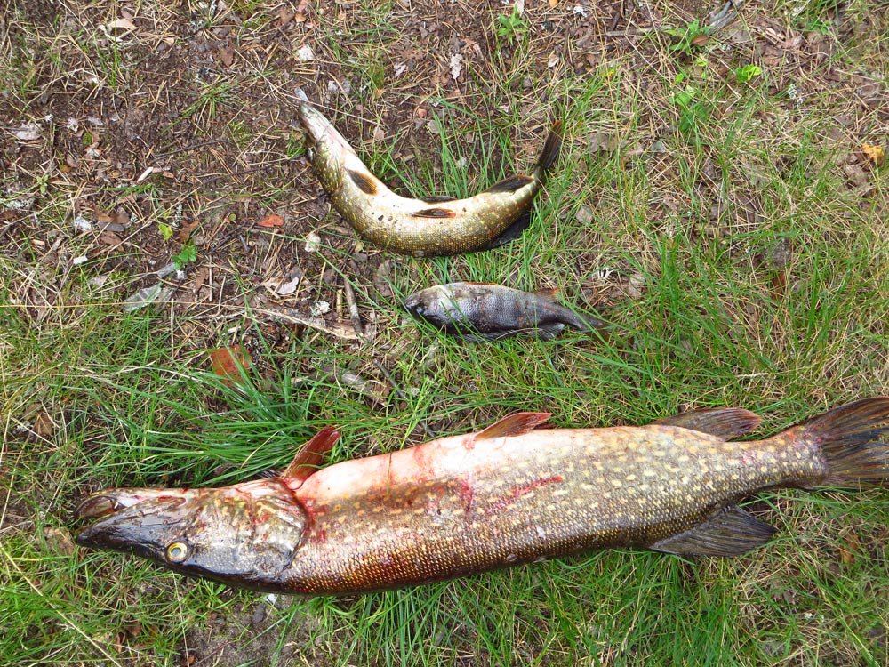 Рыбалка на реке Кема